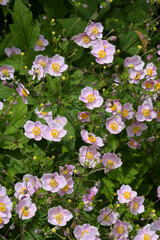 Herbst-Anemone,  Anemone hupehensis L.