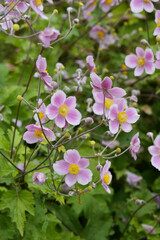 Herbst-Anemone,  Anemone hupehensis L.