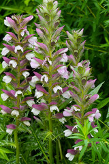 Dorniger Akanthus, Acanthus spinosus