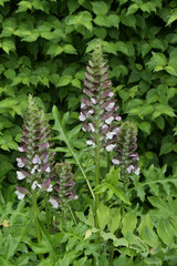 Wahrer Bärenklau, Acanthus mollis