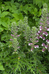 Dorniger Akanthus, Acanthus spinosus