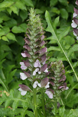 Wahrer Bärenklau, Acanthus mollis