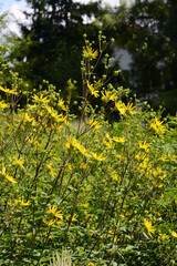 Dreiblättrige Becherpflanze, Silphium asteriscus, var. Trifoliatum