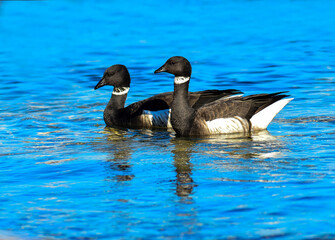 Branta bernicla, the brant goose, a migratory waterfowl with black head, white neck band, and dark brown wings, commonly seen in Korean coastal wetlands during winter. Photographed in Korea.