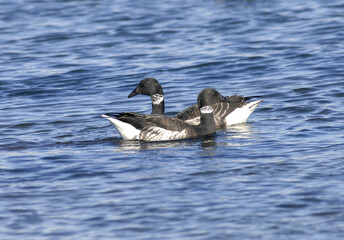 Branta bernicla, the brant goose, a migratory waterfowl with black head, white neck band, and dark brown wings, commonly seen in Korean coastal wetlands during winter. Photographed in Korea.