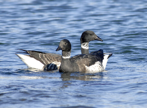 Branta bernicla, the brant goose, a migratory waterfowl with black head, white neck band, and dark brown wings, commonly seen in Korean coastal wetlands during winter. Photographed in Korea.