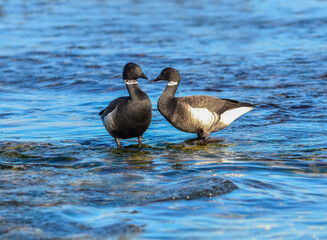 Branta bernicla, the brant goose, a migratory waterfowl with black head, white neck band, and dark brown wings, commonly seen in Korean coastal wetlands during winter. Photographed in Korea.