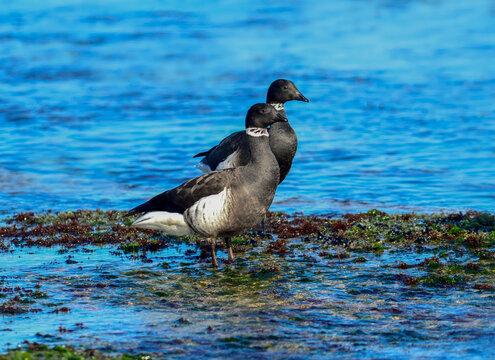 Branta bernicla, the brant goose, a migratory waterfowl with black head, white neck band, and dark brown wings, commonly seen in Korean coastal wetlands during winter. Photographed in Korea.