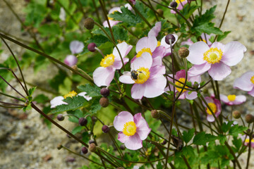 Herbst-Anemone,  Anemone hupehensis L., Anemone  hybrida, Summer Breeze, Baby Pink