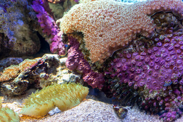 珊瑚とイソギンチャク