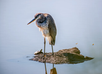Obraz premium Great Blue Heron Close-up Standing Alone on Small Island Surrounded by Blue Water