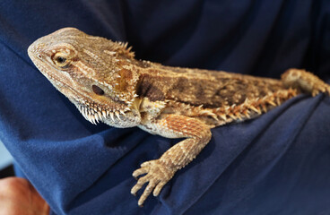 Closeup of a Pogona or Bearded Dragon Relaxing on Human's Arm