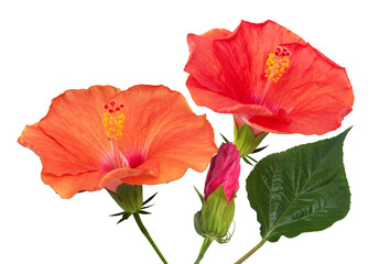 lush hibiscus flowers on dark backdrop offering striking contrast and vivid colors ideal for tropical themes, wedding invitations and garden-inspired advertising