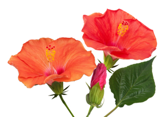 lush hibiscus flowers on dark backdrop offering striking contrast and vivid colors ideal for tropical themes, wedding invitations and garden-inspired advertising