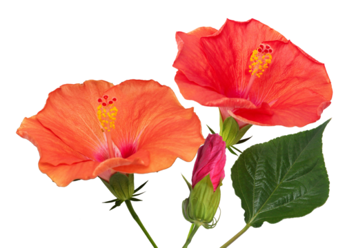 lush hibiscus flowers on dark backdrop offering striking contrast and vivid colors ideal for tropical themes, wedding invitations and garden-inspired advertising