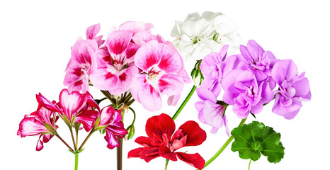 exquisite geranium collection featuring diverse colors and striking patterns perfect for botanical designs, garden themes and home decor advertising campaigns
