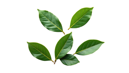 Five vibrant green leaves arranged gracefully on a black background