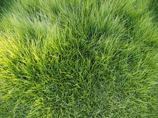 手入れされた草。接写。