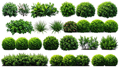 Collection of diverse evergreen shrubs on a transparent background