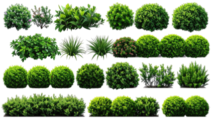 Collection of diverse evergreen shrubs on a transparent background