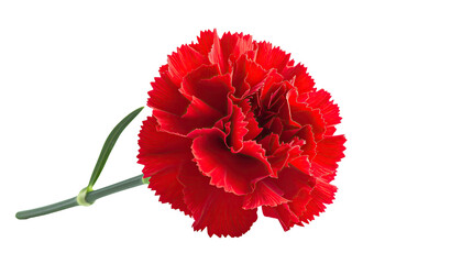 Deep red carnation blossom and stem, isolated on black space
