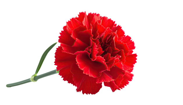 Deep red carnation blossom and stem, isolated on black space