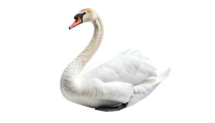 Elegant white swan with gracefully curved neck
