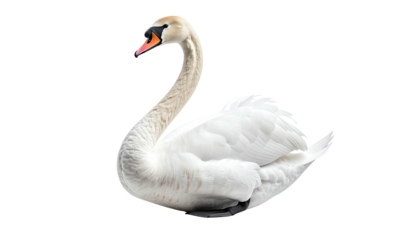 Elegant white swan with gracefully curved neck