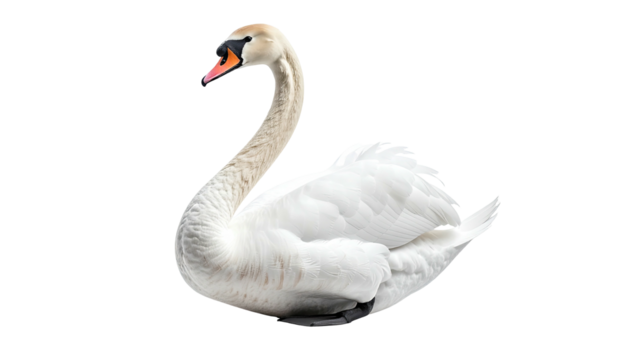 Elegant white swan with gracefully curved neck