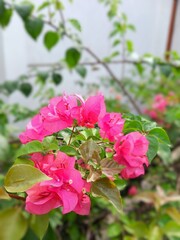 Papery Petals, Vivid Whispers