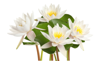 four serene water lilies in full bloom radiating tranquility, with their pristine white petals and lush green leaves, great for spa and nature designs