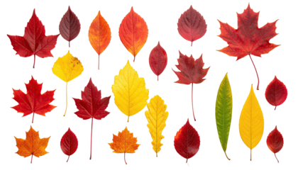 Colorful autumn leaves, vibrant red, yellow, orange on black