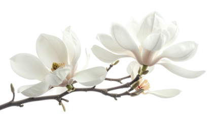 Two white magnolia blossoms on a thin twig, delicate beauty