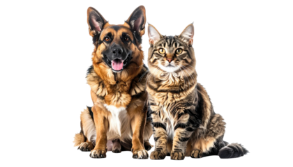 Dog, german shepherd, and tabby cat sitting portrait, front view