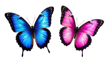 Two butterflies, one blue, one pink, wings spread on dark background