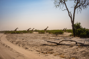 Panoramic landscape with a group of giraffes in Kalahari Desert, Namibia. Herd of giraffe pastured in savanna, wild African animals in natural habitat, safari