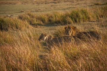 Big lion lying on savannah grass. Landscape with characteristic trees on the plain and hills in the background
