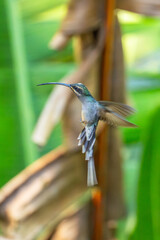 The long-tailed hermit (Phaethornis superciliosus) is a large hummingbird that is a resident breeder in Venezuela,