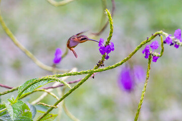 brazilian-bird displaying beauty Phaethornis ruber - Reddish Hermit - Birds of the Brazil - hammerbird small free birds, enjoy contemplate their beautiful colors and melodies
