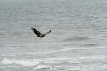 The bald eagle (Haliaeetus leucocephalus) is a large bird of prey that lives in North America. It is the national bird and state symbol of the United States of America.
