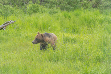 Grizzly bear (brown bear) (Ursus arctos), Moraine Creek (River), Katmai National Park and Reserve, Alaska, USA