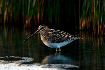 Common snipe // Bekassine (Gallinago gallinago)