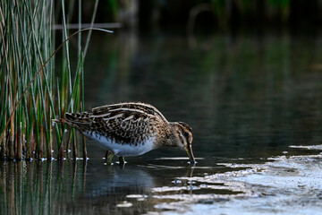 Common snipe // Bekassine (Gallinago gallinago)