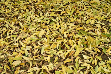 Fallen autumn leaves on the ground in the city park. Beautiful autumn colors. Top view.    