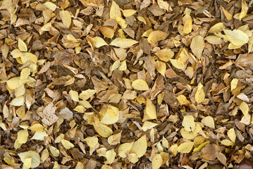 Fallen autumn leaves on the ground in the city park. Beautiful autumn colors. Top view.    