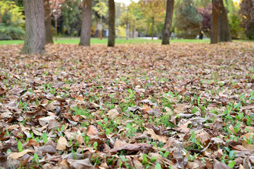 Obraz premium Fallen autumn leaves on the ground in the city park. Beautiful autumn colors. Selective focus.
