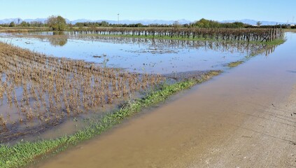 Farmlands flooded after extreme weather and river floods. Soybean fields, wheat fields, and vineyards on the left.