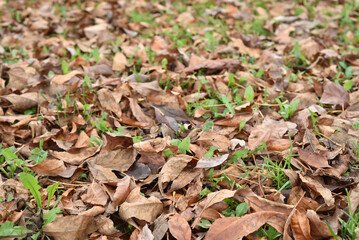 Fallen autumn leaves on the ground in the city park. Beautiful autumn colors. Selective focus.