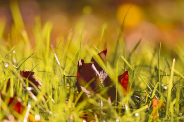 Close-up of autumn leaf among green grass in warm sunlight