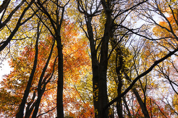 Colorful autumn forest canopy with sunlight shining through the leaves